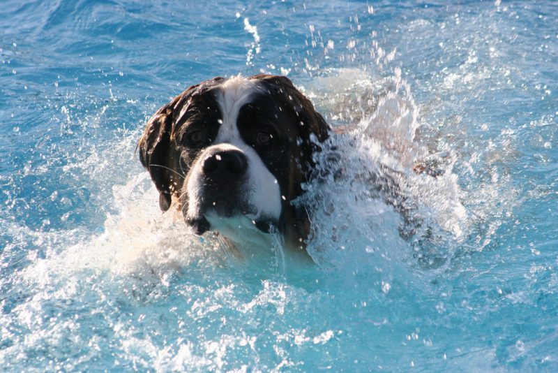 Splish, splash "Beethoven" shows off his doggie paddle at the Outdoor Pool Monday. Dozens of dogs and their owners participated in the event. For more, see page 11.