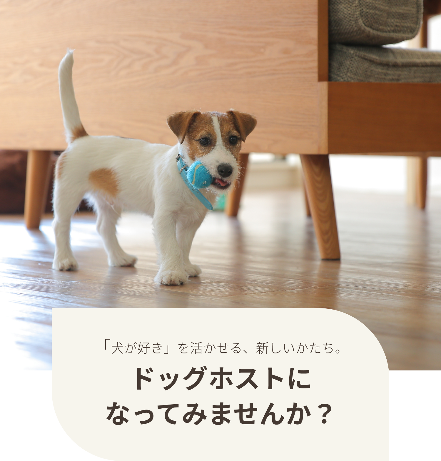 犬のホストファミリー はじめませんか？