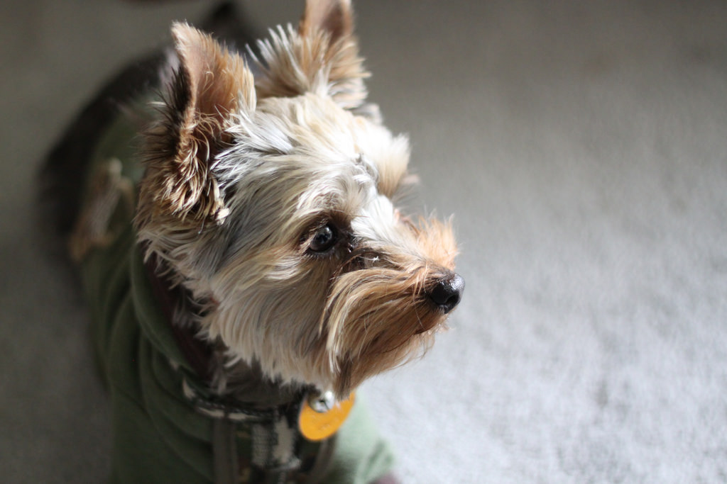 【犬種図鑑】飼う前に知っておきたい！ヨークシャーテリアの性格と飼い方。 | DogHuggy
