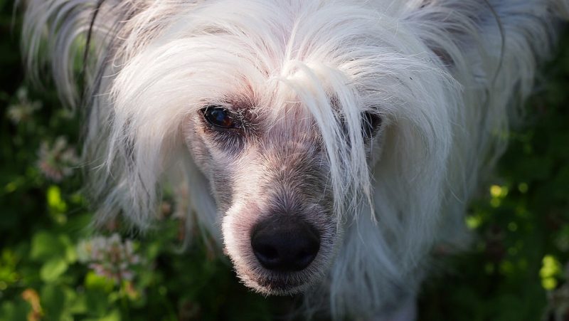 【犬種図鑑】ピカルディ・シープドッグの特徴や歴史などを紹介！ DogHuggy