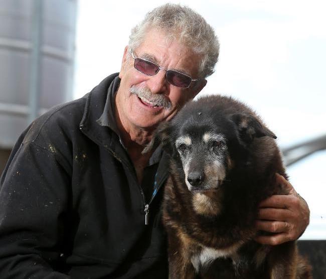 ギネス記録は0歳 世界の長寿犬特集 Doghuggy