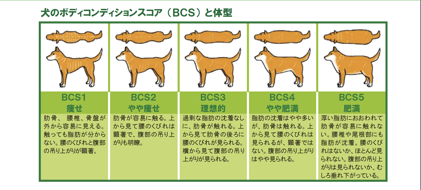 簡単】犬版BMI知ってる？愛犬のBCSを知って食事管理しよう | DogHuggy
