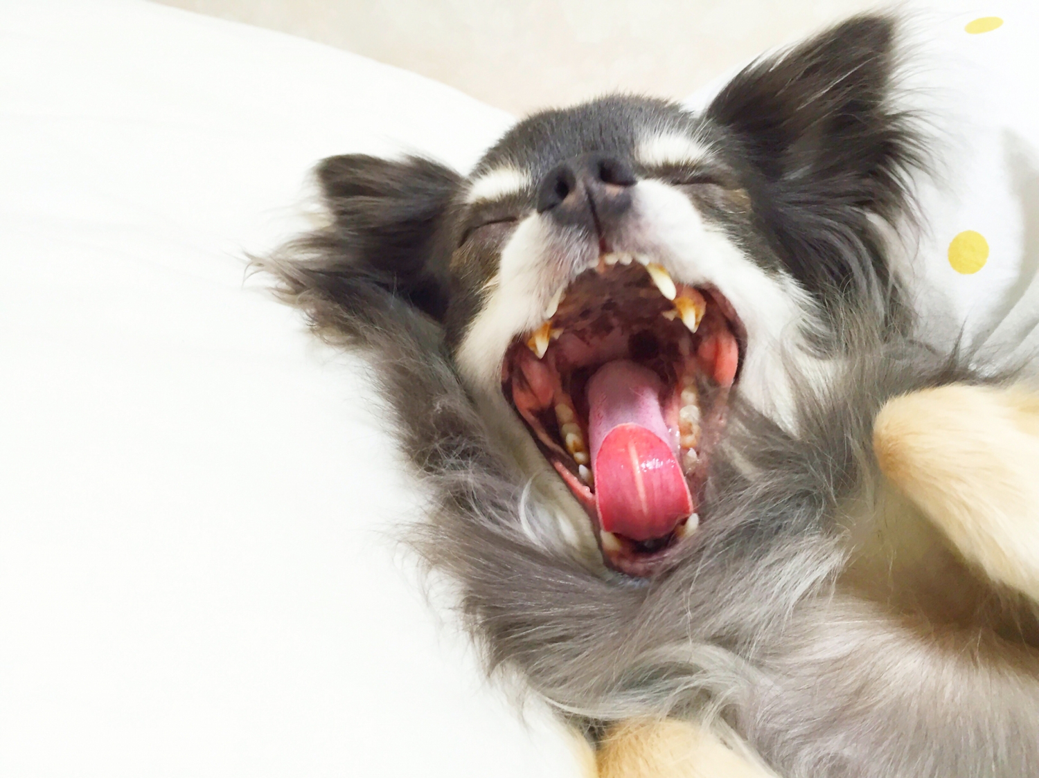 dentes dos cães e cuidados