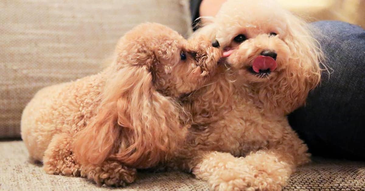 犬の肛門腺は絞った方がいい 肛門絞りの方法 Doghuggy