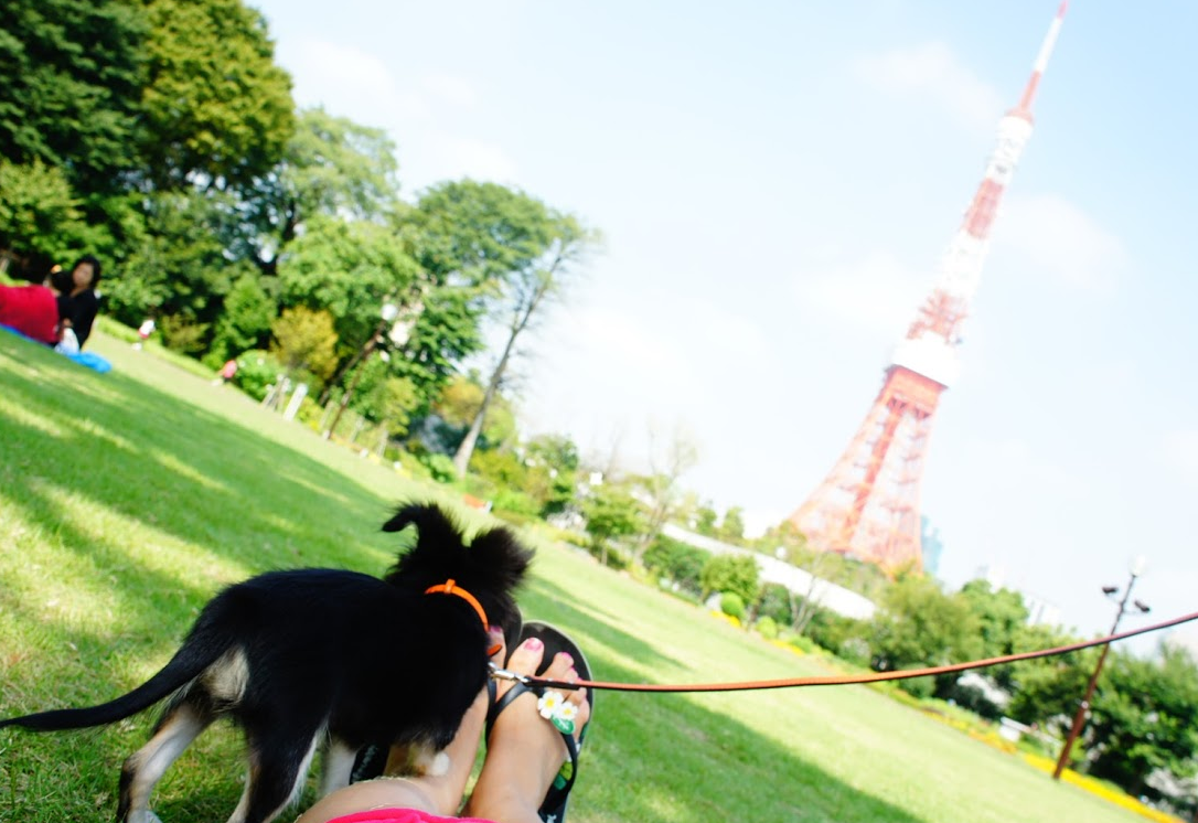 愛犬とのびのびお散歩が楽しめる都内23区の公園8選 東京の渓谷や小川を満喫しよう Doghuggy