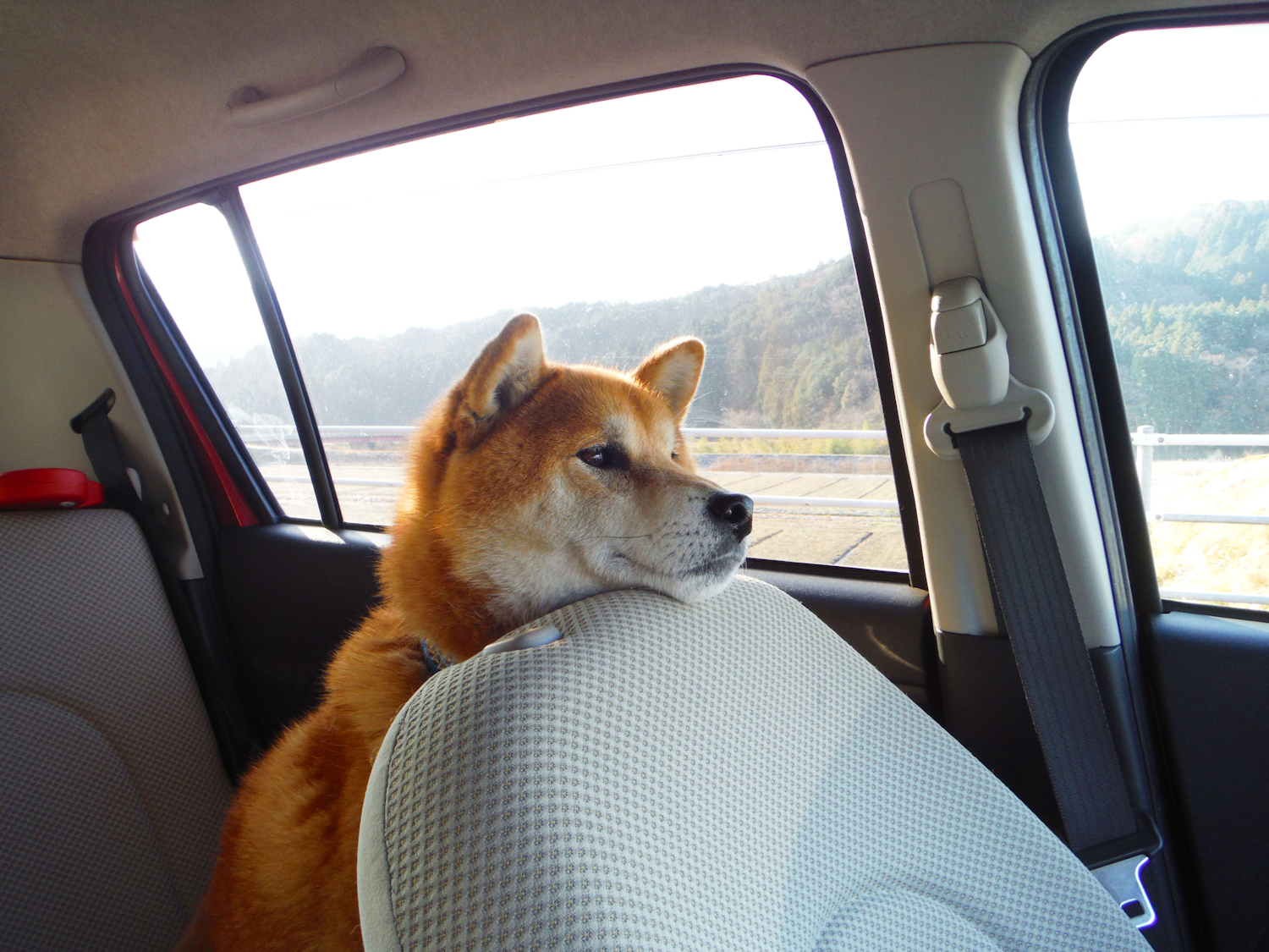 自由が利いて楽 愛犬と車で旅行する時のポイントと車酔い対策 Doghuggy