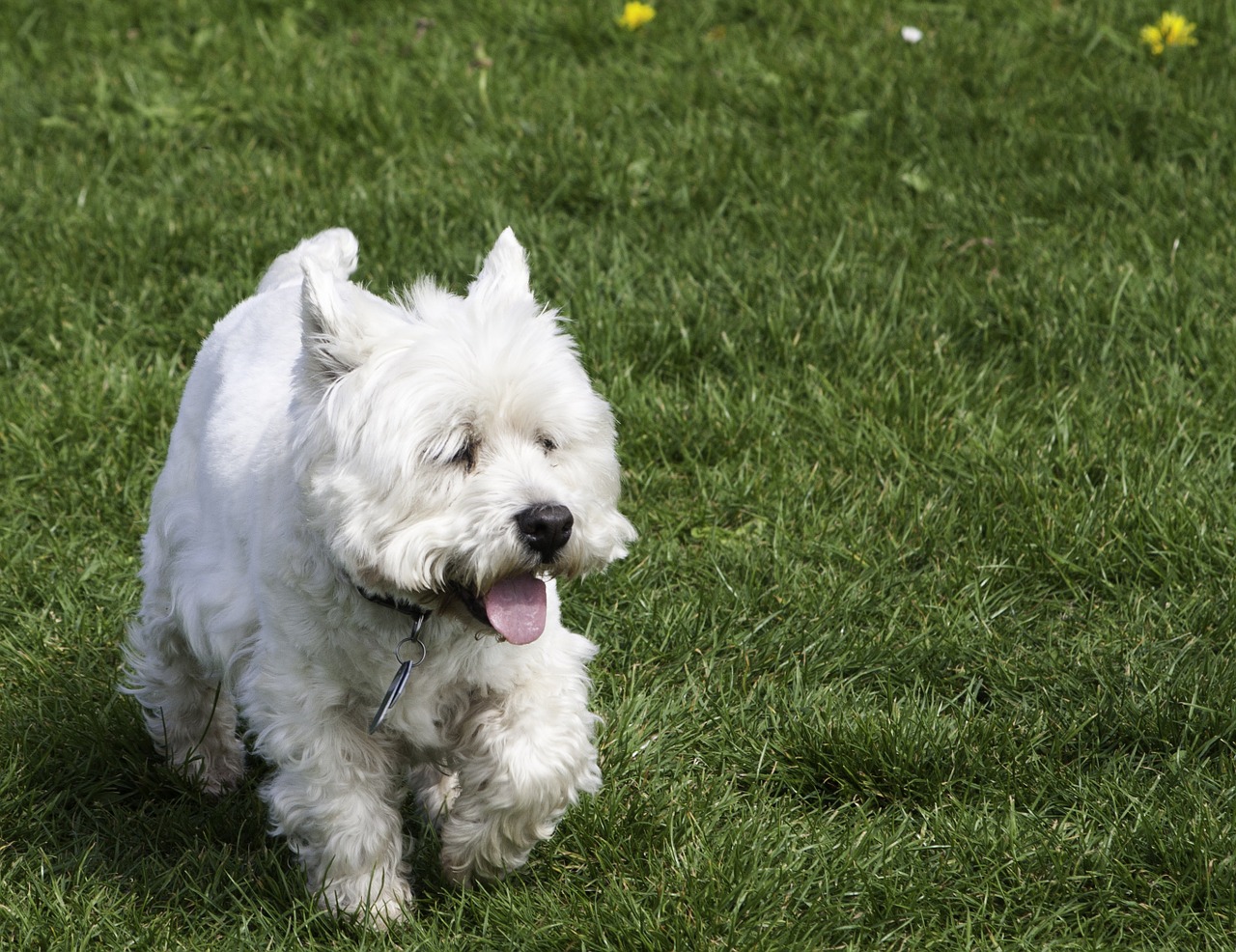 犬種図鑑 ウェストハイランドホワイトテリアの魅力と 飼い方をご紹介 Doghuggy