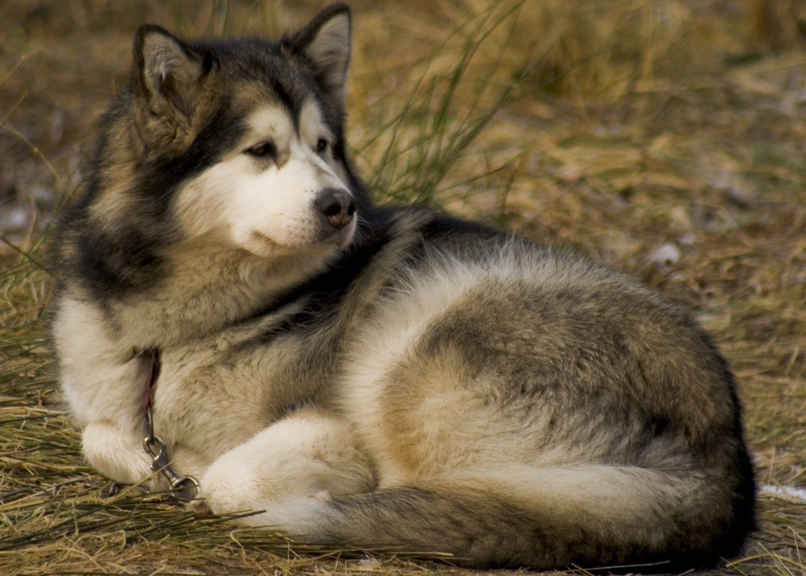 犬種図鑑 見た目は狼 アラスカンマラミュートの特徴や性格をご紹介 Doghuggy
