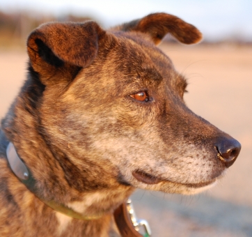 犬種図鑑 甲斐犬は謎に包まれた犬種 その特徴や性格をご紹介 Doghuggy