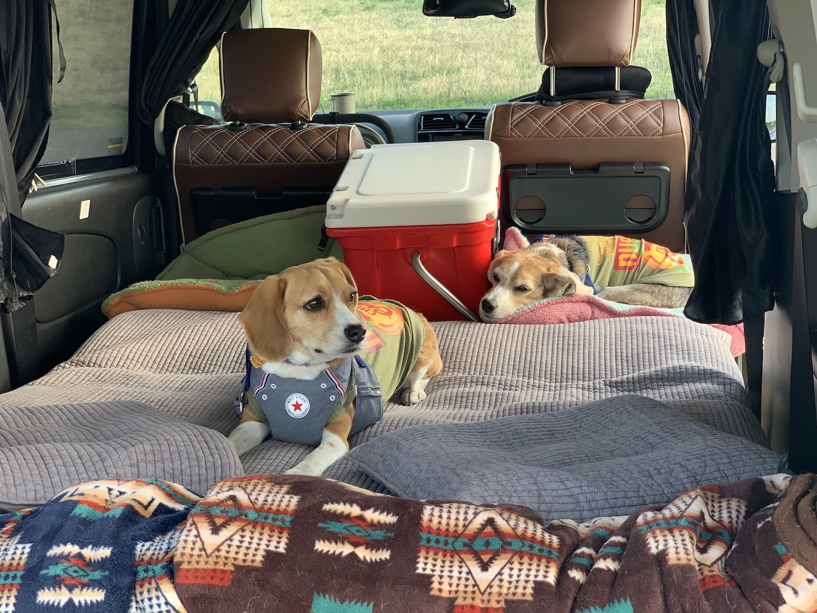 愛犬と一緒に車中泊キャンプ 必要なアイテムやおすすめの場所とは Doghuggy