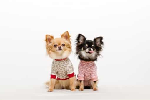 無料で利用できる 犬服の型紙をダウンロードできるおすすめサイト7選 Doghuggy