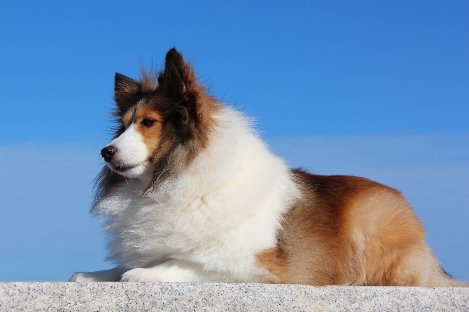 犬種図鑑 シェットランド シープドッグは甘えん坊 性格や飼い方をご紹介 Doghuggy