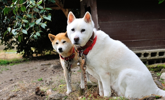 犬種図鑑 天然記念物の紀州犬ってどんな犬 特徴や性格をご紹介 Doghuggy