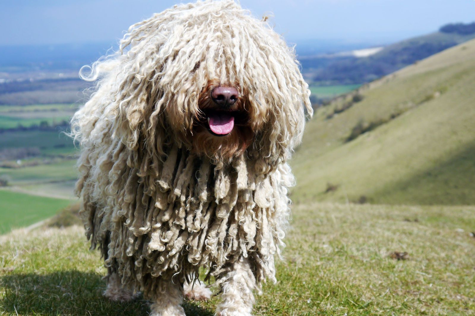犬種図鑑 歩くモップ コモンドールの性格や飼い方をご紹介 Doghuggy