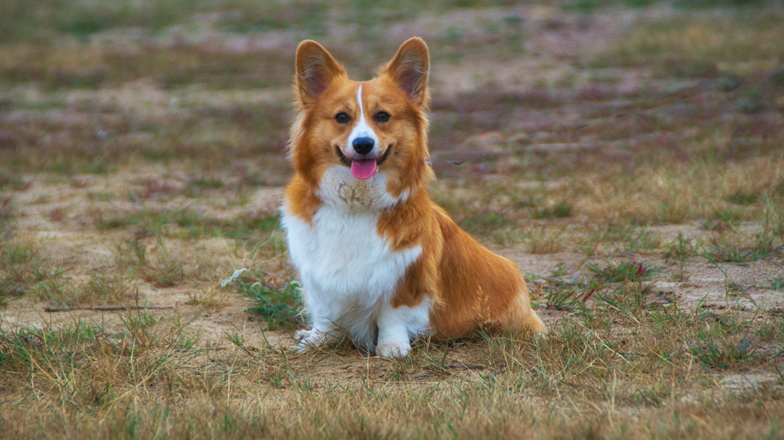 犬種図鑑 ウェルシュ コーギー カーディガンの特徴や性格は コーギーには2種類いる Doghuggy