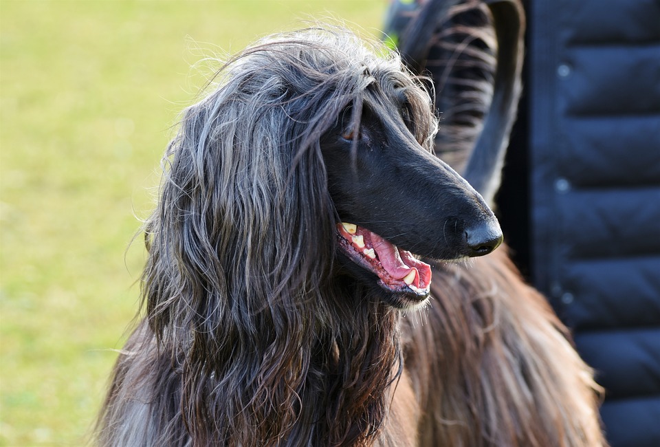 犬種図鑑】アフガンハウンドはどんな犬？美しい被毛をもった最古の犬種