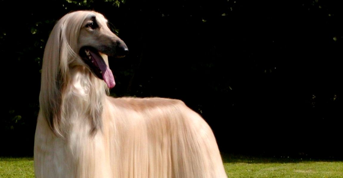 犬種図鑑 アフガンハウンドはどんな犬 美しい被毛をもった最古の犬種 Doghuggy