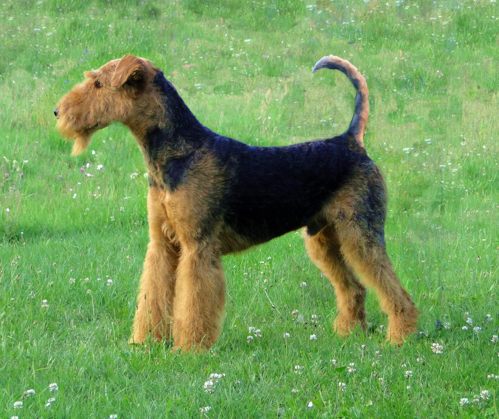 犬種図鑑 エアデールテリアは理想的な家庭犬 特徴や性格をご紹介 Doghuggy
