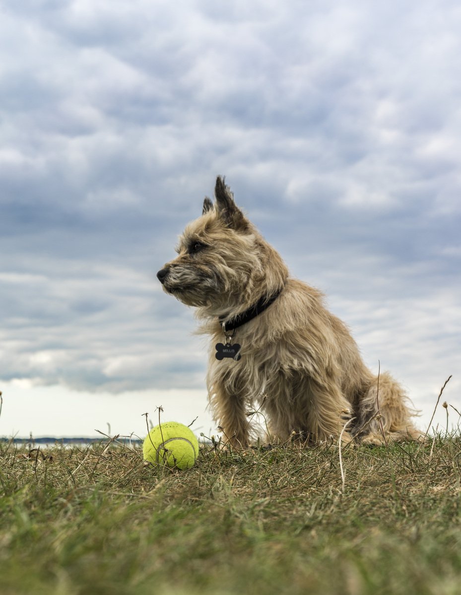 犬種図鑑 勇敢な狩猟犬 ケアーンテリアの性格や飼い方をご紹介 Doghuggy