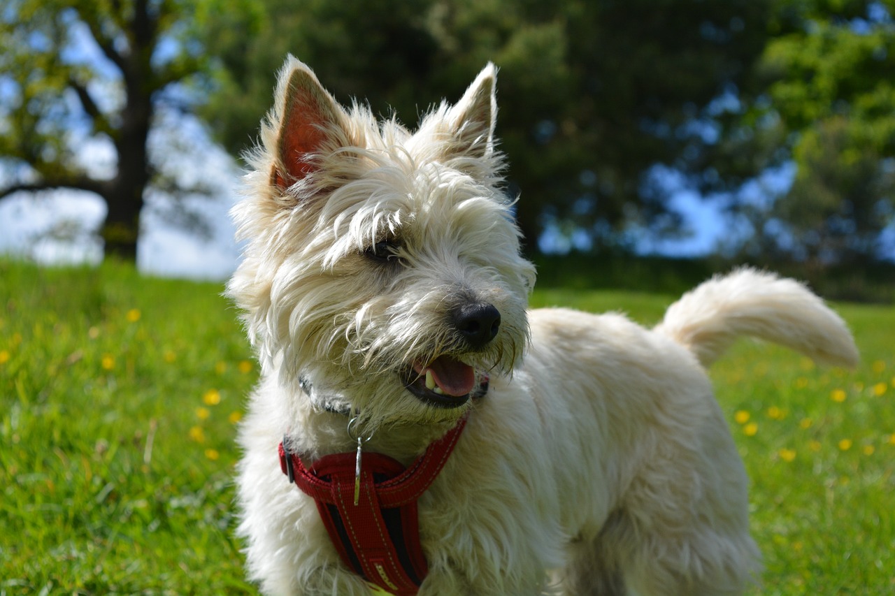 犬種図鑑 勇敢な狩猟犬 ケアーンテリアの性格や飼い方をご紹介 Doghuggy