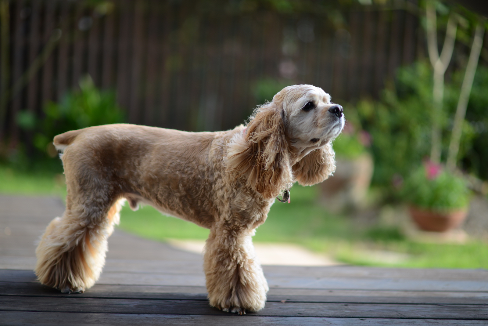 犬種図鑑 アメリカンコッカースパニエルをうまく育てるためには Doghuggy