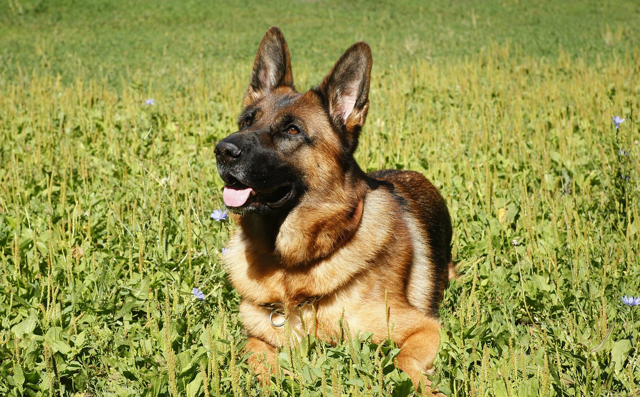 犬種図鑑 ジャーマン シェパード ドッグの性格や飼い方をご紹介 Doghuggy
