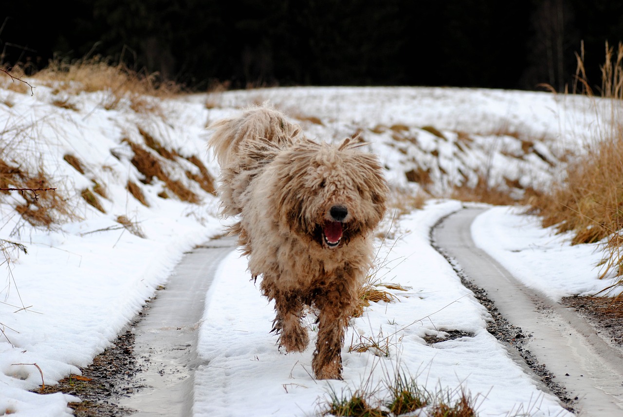 犬種図鑑 歩くモップ コモンドールの性格や飼い方をご紹介 Doghuggy