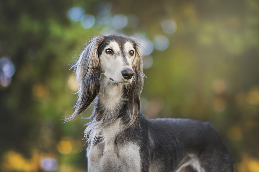 犬種図鑑 サルーキは最古の犬種 性格や飼い方などをご紹介 Doghuggy