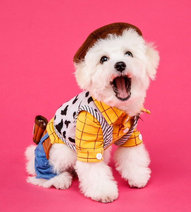 犬服の通販サイトおすすめ10選！種類やサイズを徹底比較 | DogHuggy