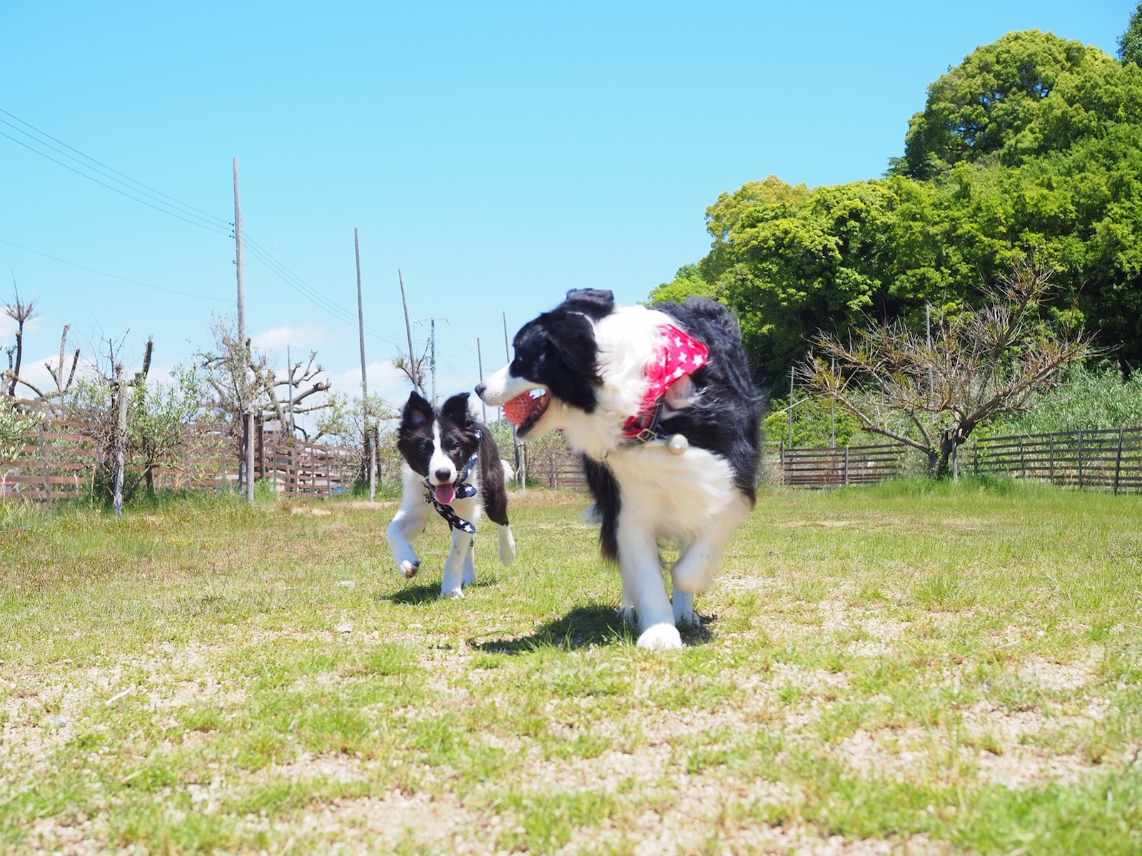 関西 愛犬とお出かけ ペット同伴可のおすすめスポット10選 Doghuggy