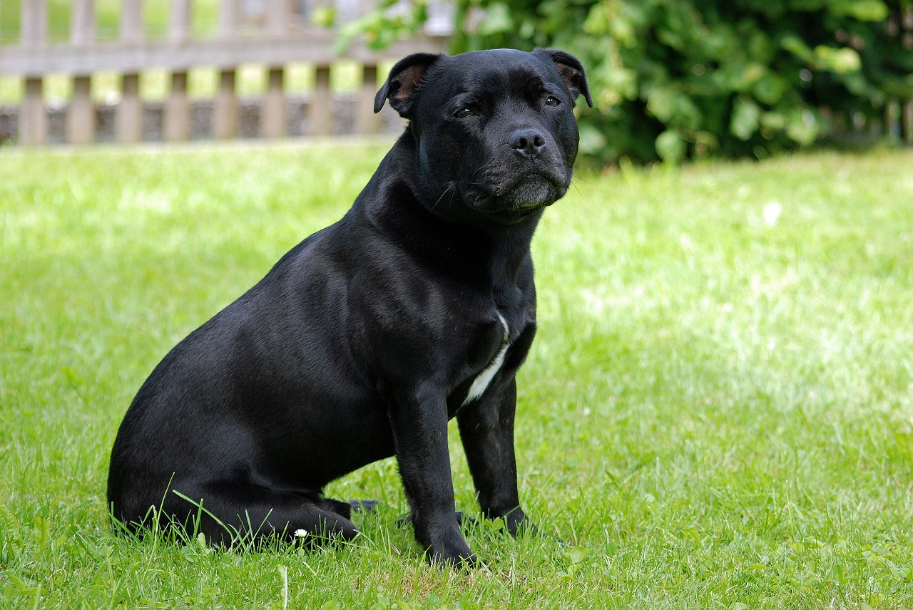 犬種図鑑 スタッフォードシャーブルテリアは心優しき闘犬 特徴や性格をご紹介 Doghuggy