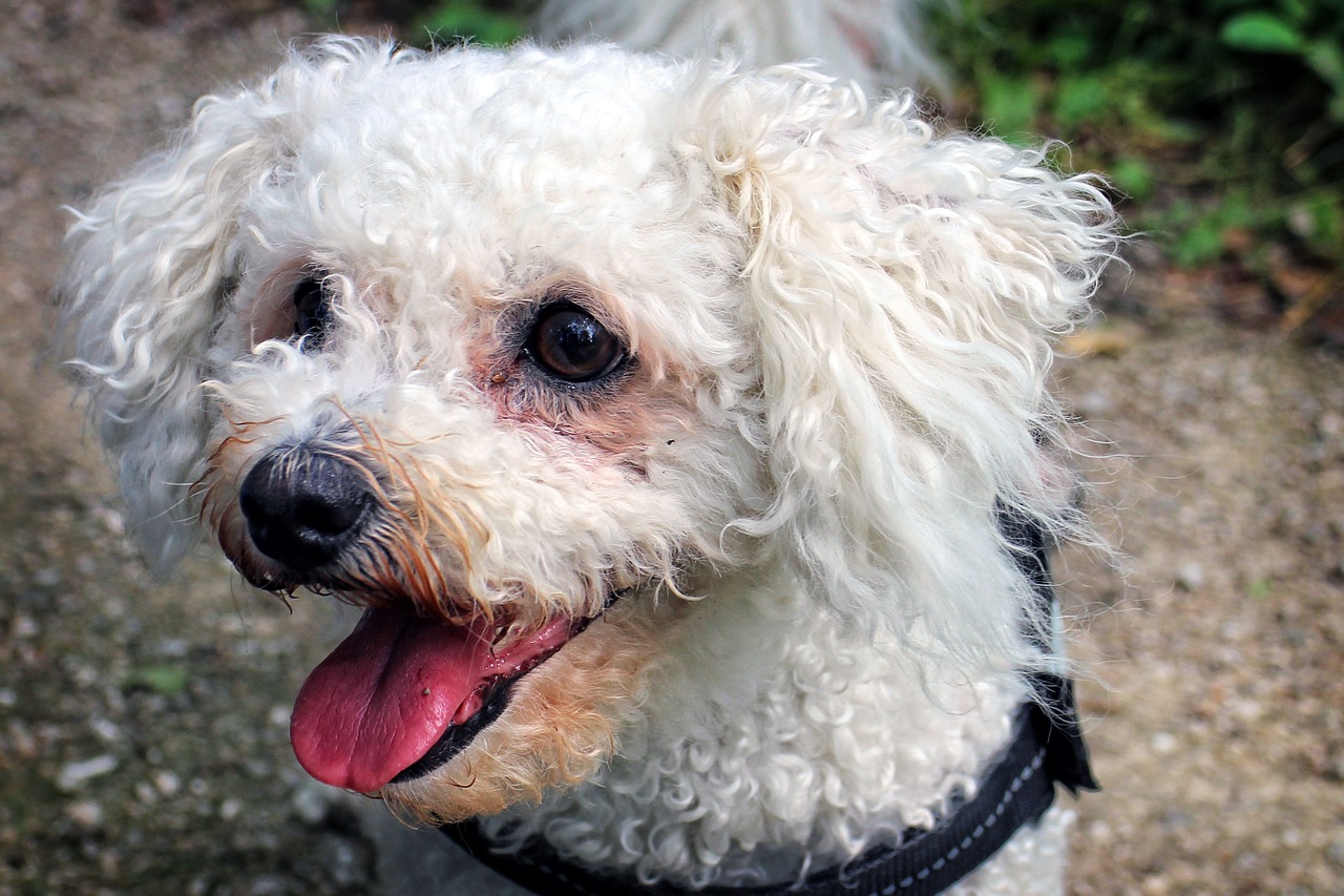 犬種図鑑 ビション フリーゼの特徴や性格 飼い方をご紹介 Doghuggy