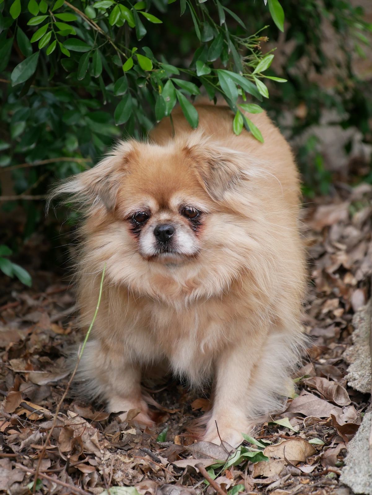 犬種図鑑 チベタンスパニエルは門外不出の番犬 特徴や性格をご紹介 Doghuggy