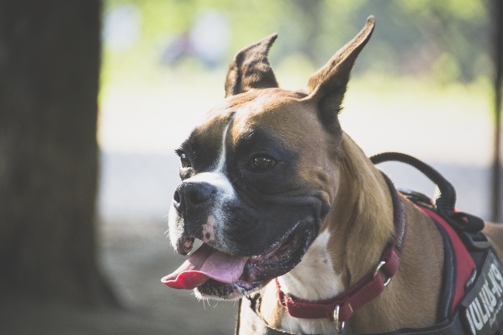 犬種図鑑 ボクサーは優しく愛情深い 特徴や性格 飼い方をご紹介 Doghuggy