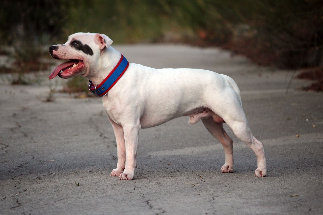 犬種図鑑 スタッフォードシャーブルテリアは心優しき闘犬 特徴や性格をご紹介 Doghuggy