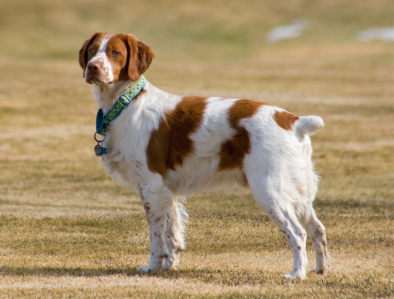 犬種図鑑 ブリタニースパニエルの特徴や性格 飼い方をご紹介 Doghuggy