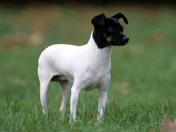 犬種図鑑 日本テリアの魅力と飼い方をご紹介 Doghuggy