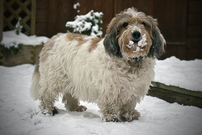 犬種図鑑 プチバセットグリフォンバンデーンの魅力と飼い方をご紹介 Doghuggy