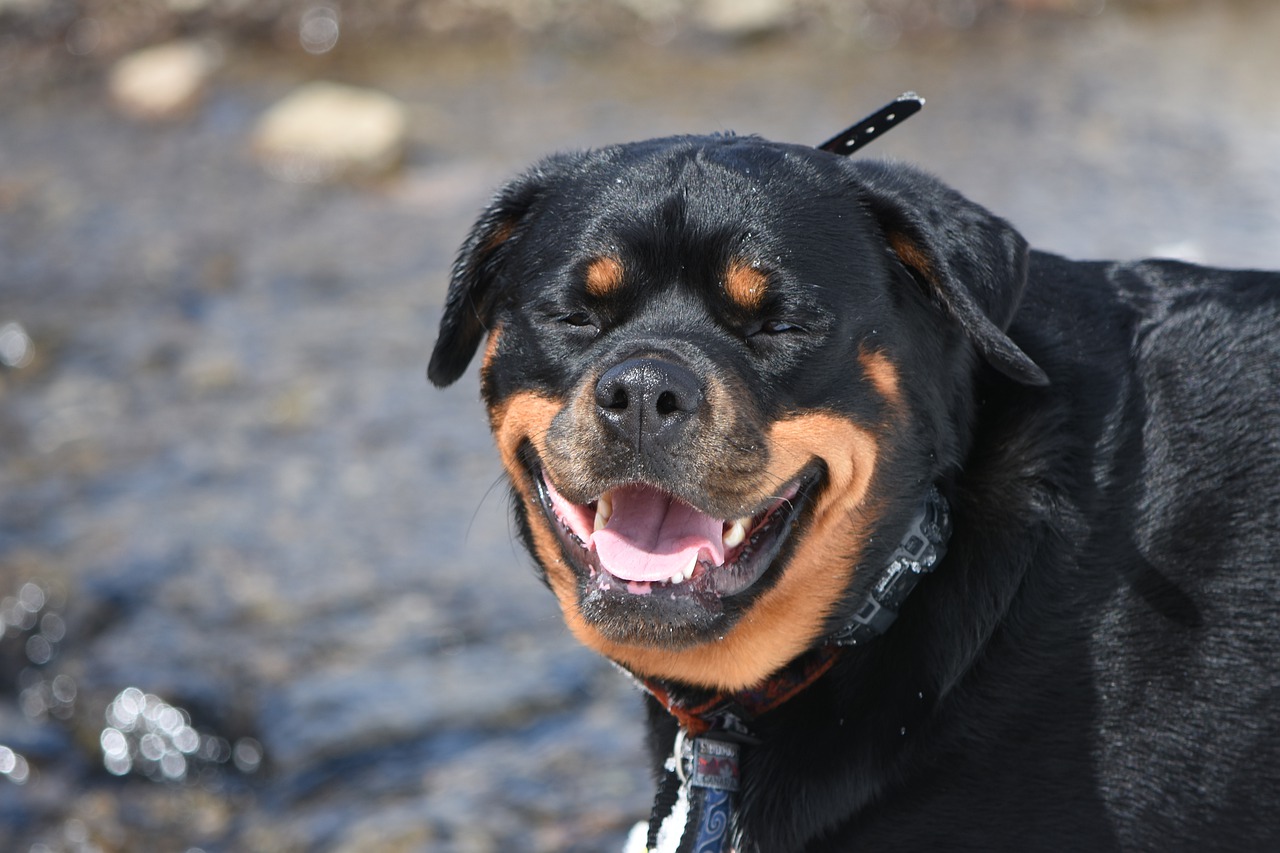 犬種図鑑 ロットワイラーは穏やか 特徴や性格をご紹介 Doghuggy