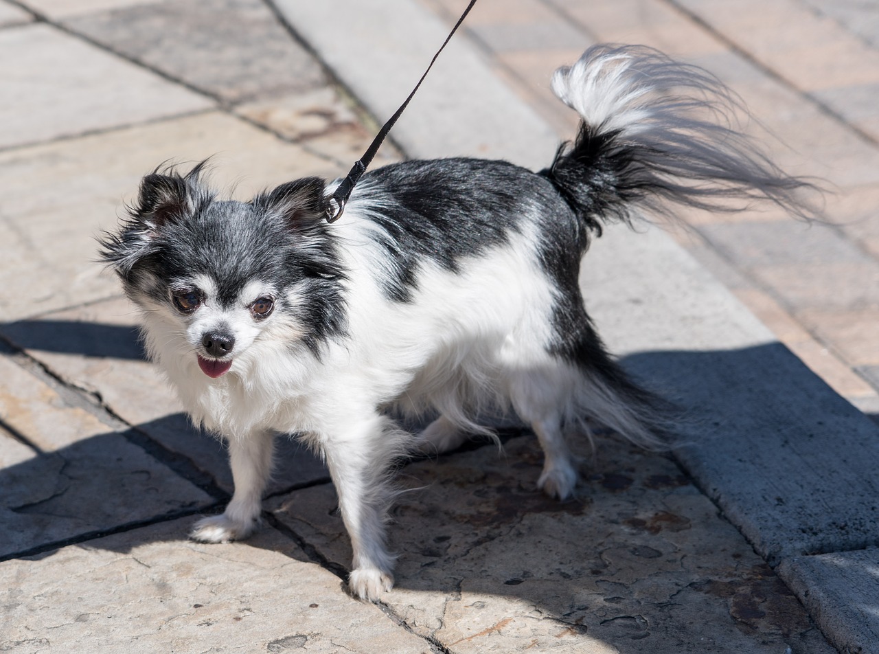 犬種図鑑 ロングコートチワワを飼う際の注意点とは 特徴と性格もご紹介 Doghuggy