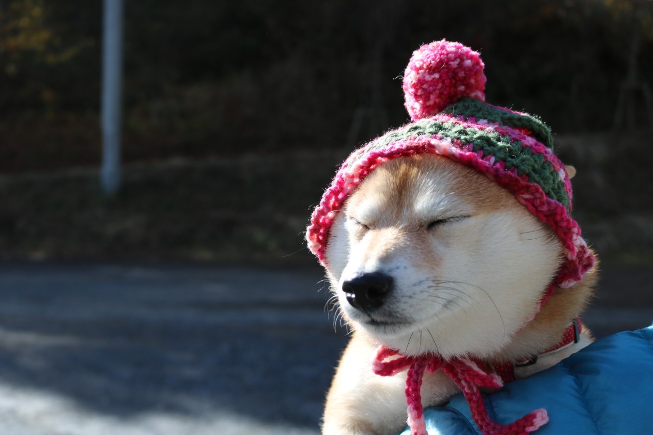 愛犬におすすめの寒さ対策とは 寒さに強いのって本当 Doghuggy
