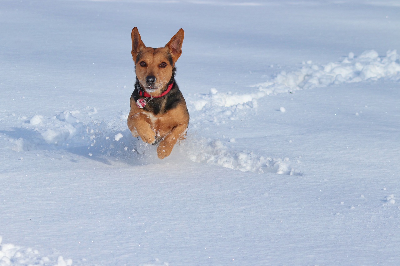 愛犬におすすめの寒さ対策とは 寒さに強いのって本当 Doghuggy