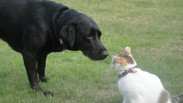 犬と猫の同居生活 本当は仲良し それともやっぱり他人同士 Doghuggy