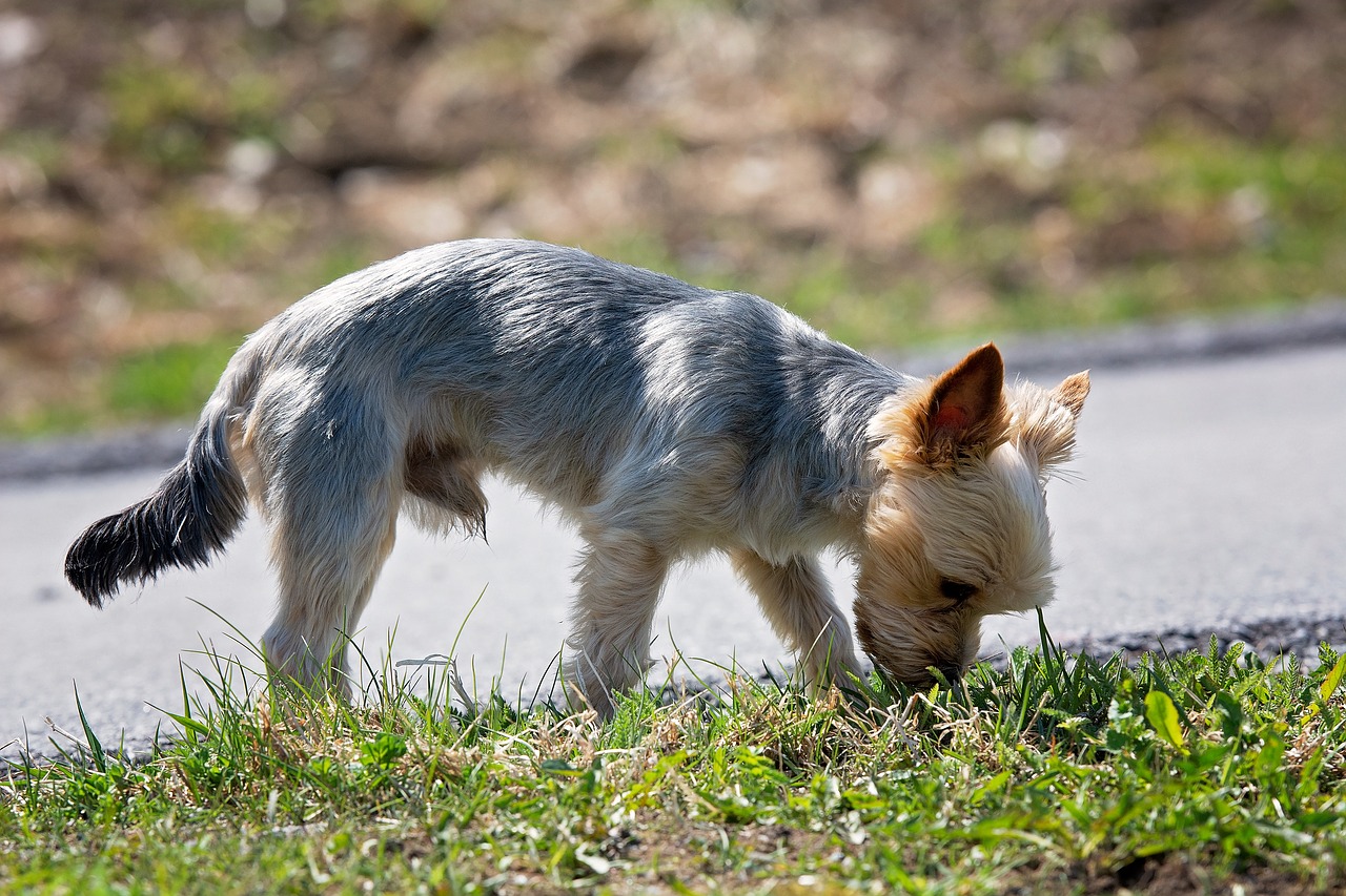 犬が散歩中に臭いを嗅ぐのはなぜ におい嗅ぎの大切さを知ろう Doghuggy