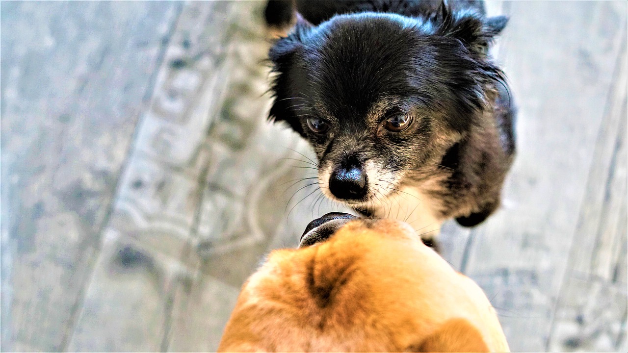 多頭飼いの注意点は 先住犬にストレスなく子犬を迎える時の注意点 Doghuggy