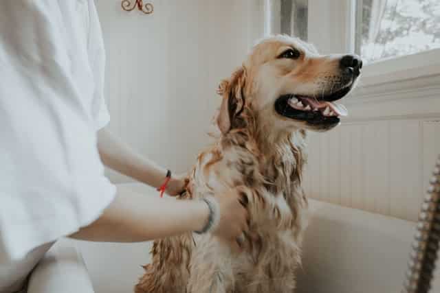 愛犬のお風呂の頻度や温度など注意するべきポイント リラックスできず疲れることも Doghuggy