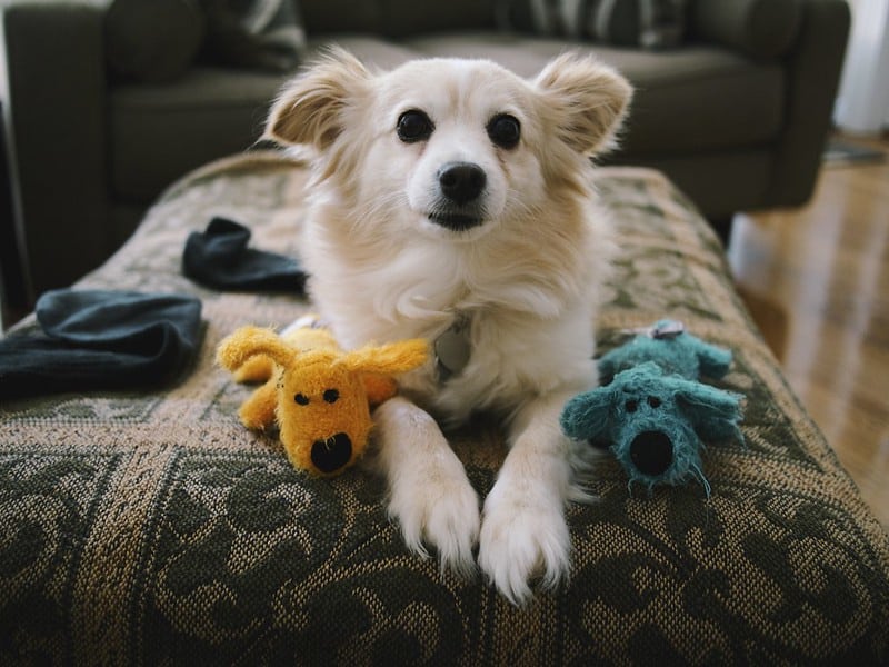わんちゃんの留守番時におすすめ 犬用おもちゃ5選 Doghuggy