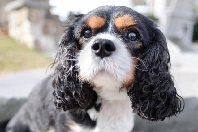 多様な ゴブラン織り クッションキャバリア キング チャールズ スパニエル輸入雑貨 犬雑貨 犬グッズ fucoa.cl